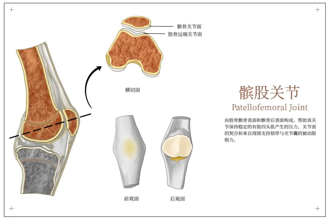 Medical illustration of the patellofemoral joint showing how the kneecap glides over the thigh bone